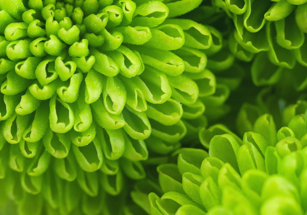 Bright green chrysanthemum buds unfurl tightly, creating a dense, curly pattern. The surrounding context is a close-up view emphasizing the intricate texture and rich green hues of the petals.