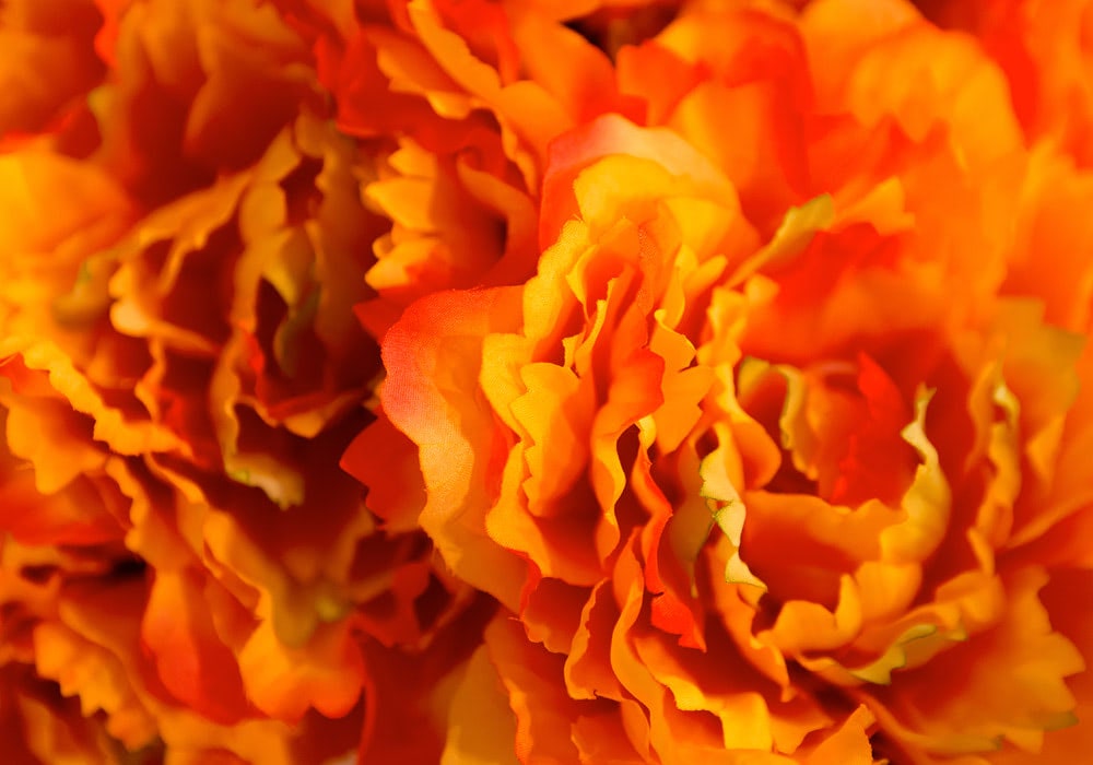 Bright, vibrant marigold flowers showcasing ruffled, layered petals in shades of orange and yellow, tightly packed and filling the entire frame, creating a sense of abundance and warmth.