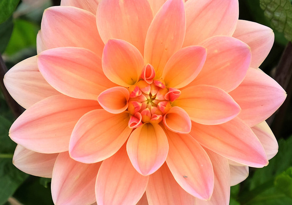 A peach-colored dahlia in full bloom, displaying layered petals with yellow and pink hues, situated among green foliage in a garden setting.