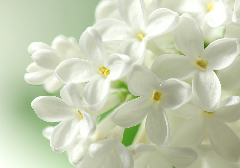 Close-up of white flowers with yellow centers clustered together, resting on green stems, against a soft, blurred green background.