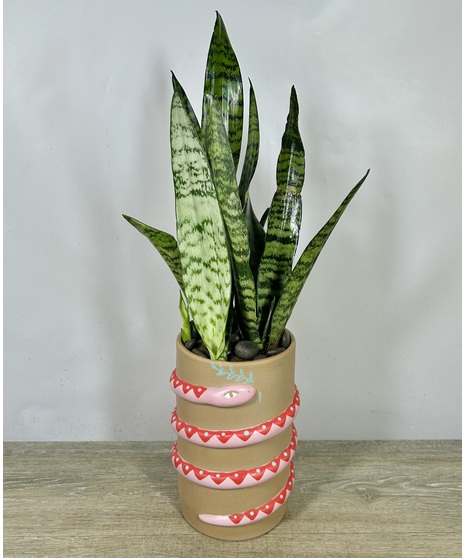 Sneaky Snake Plant