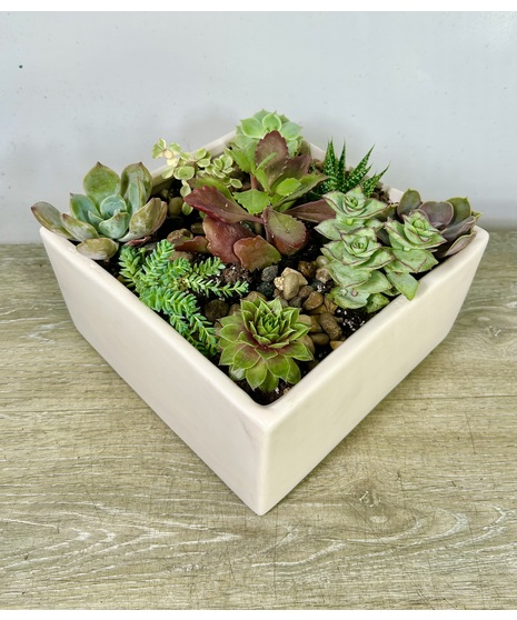 Succulent Squares