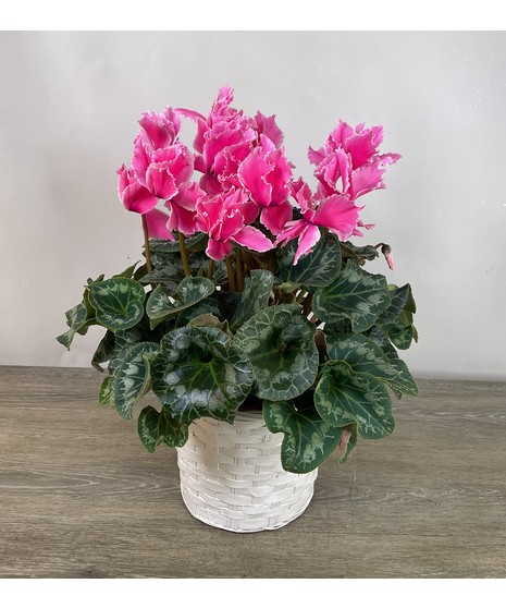 Cyclamen