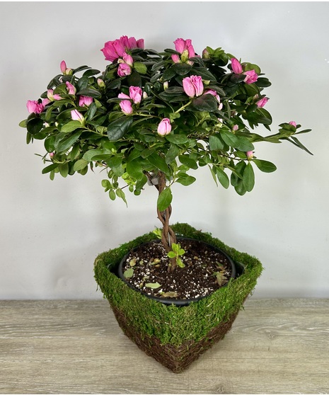 Azalea Topiary