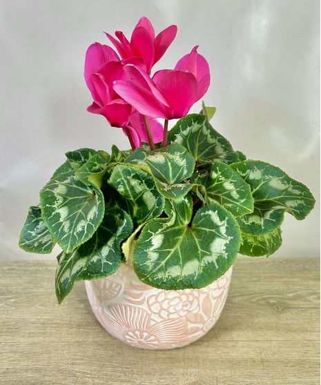 Cyclamen