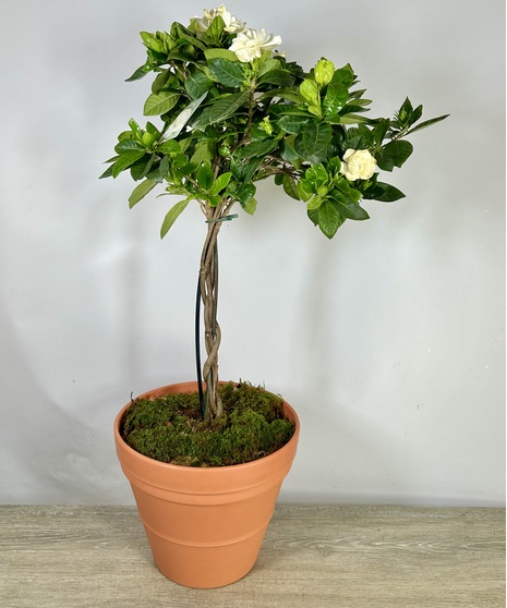 Gorgeous Gardenia Topiary