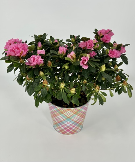 Blooming Azalea