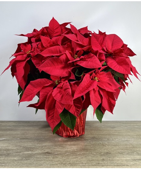 Poinsettia in Speed Wrap